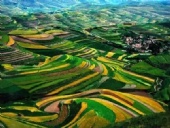 東晟密封與你一起植樹環保